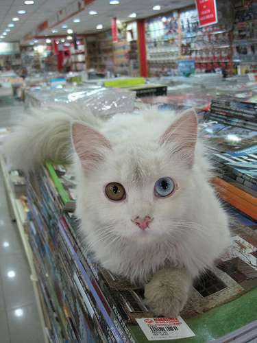 ชมภาพแมวตาสองสีหลากสายพันธุ์ น่ารักที่สุด