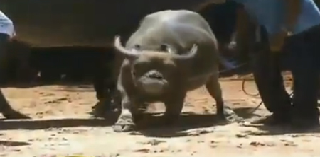 คุณหนูรอด ควายแคระ