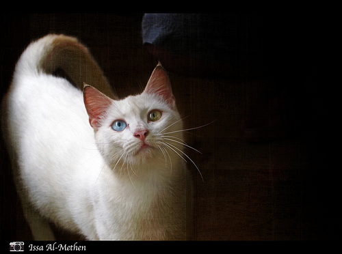 ชมภาพแมวตาสองสีหลากสายพันธุ์ น่ารักที่สุด