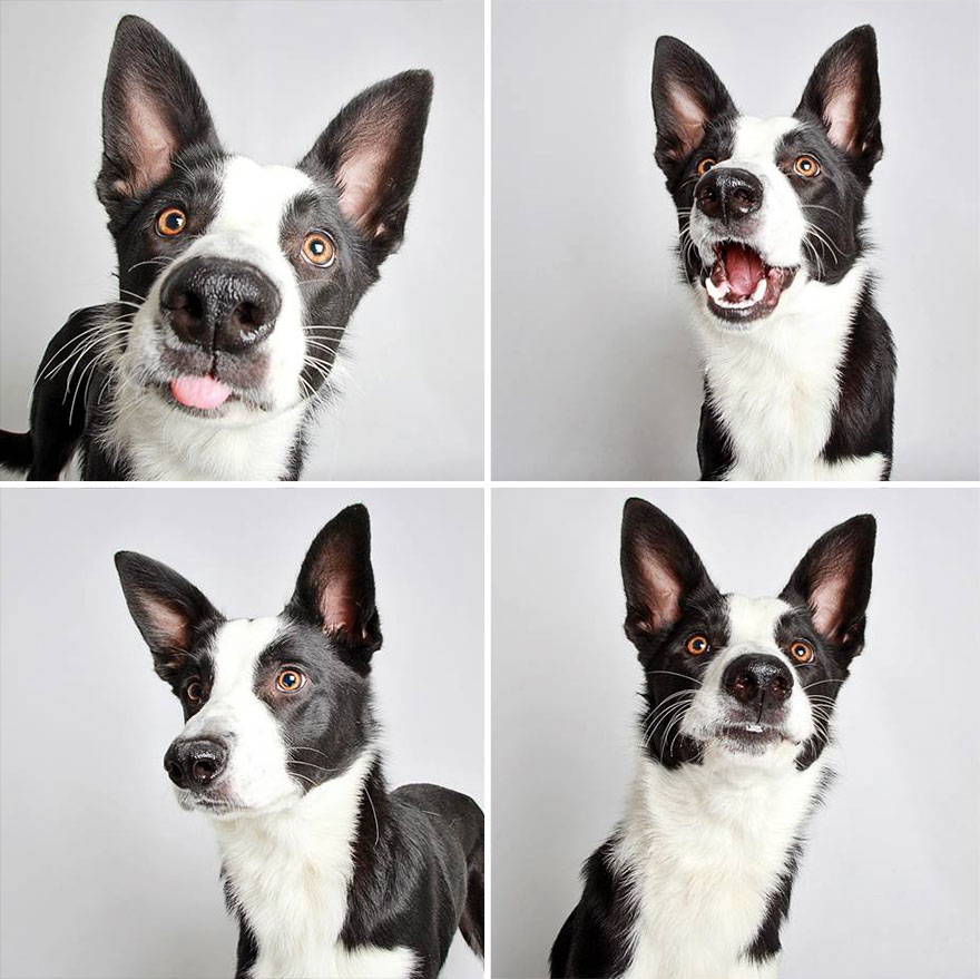 16 รูปเซลฟี่ของสุนัขจรจัด ที่น่ารักจนอยากเก็บมาเลี้ยง