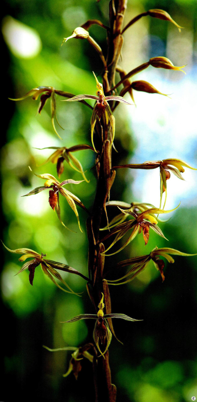 ผืนป่าห่มน้ำ ผืนฟ้าห่มดิน ดอยค้ำฟ้า