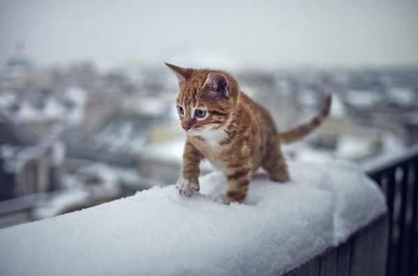 15 ภาพสัตว์น้อยเมื่อเจอหิมะครั้งแรก น่ารักจัง !