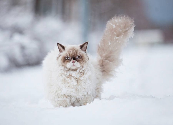 15 ภาพสัตว์น้อยเมื่อเจอหิมะครั้งแรก น่ารักจัง !