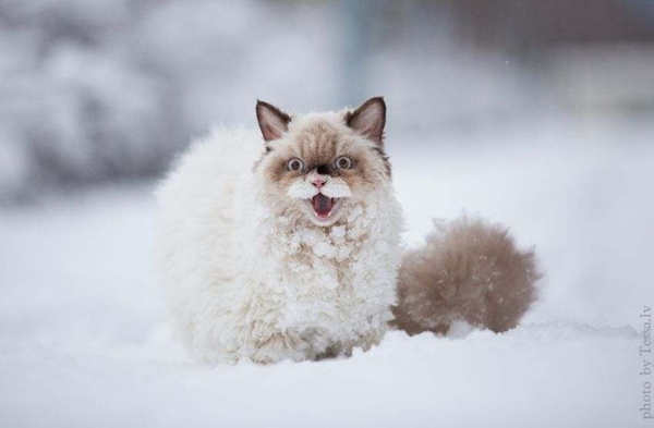 15 ภาพสัตว์น้อยเมื่อเจอหิมะครั้งแรก น่ารักจัง !
