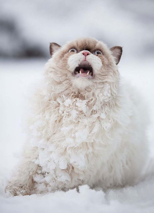 15 ภาพสัตว์น้อยเมื่อเจอหิมะครั้งแรก น่ารักจัง !