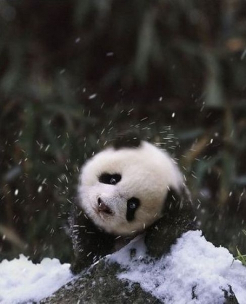 15 ภาพสัตว์น้อยเมื่อเจอหิมะครั้งแรก น่ารักจัง !