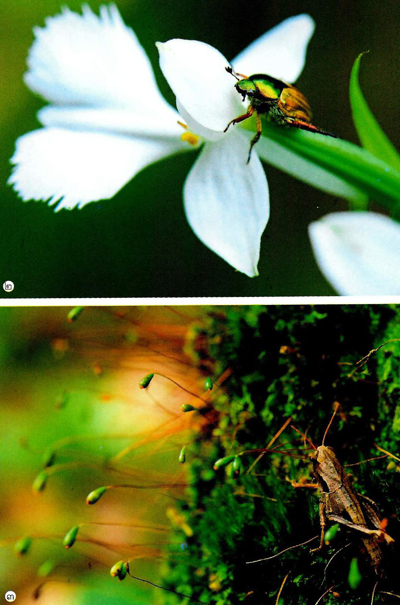 ผืนป่าห่มน้ำ ผืนฟ้าห่มดิน ดอยค้ำฟ้า