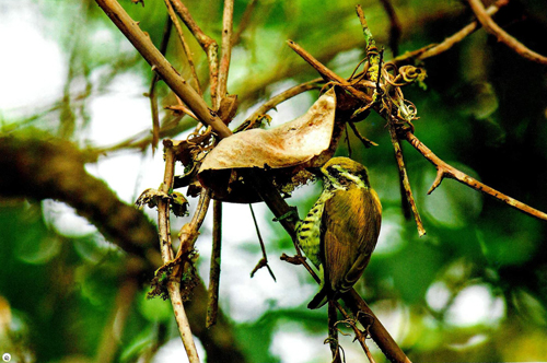 ผืนป่าห่มน้ำ ผืนฟ้าห่มดิน ดอยค้ำฟ้า