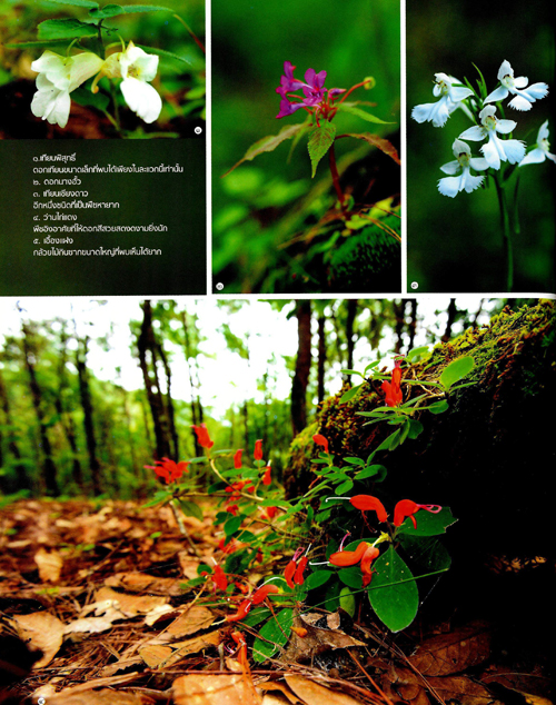 ผืนป่าห่มน้ำ ผืนฟ้าห่มดิน ดอยค้ำฟ้า