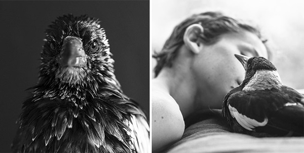 นกกางเขนไม่ลืมบุญคุณ ! กลับมาเยี่ยมครอบครัวที่ช่วยชีวิตทุกวัน