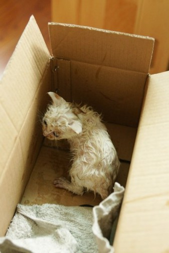 15 แมวจรจัดในวันที่ถูกชุบชีวิตใหม่ จนจำสภาพเดิมแทบไม่ได้