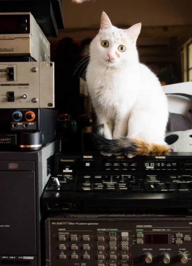 15 แมวจรจัดในวันที่ถูกชุบชีวิตใหม่ จนจำสภาพเดิมแทบไม่ได้