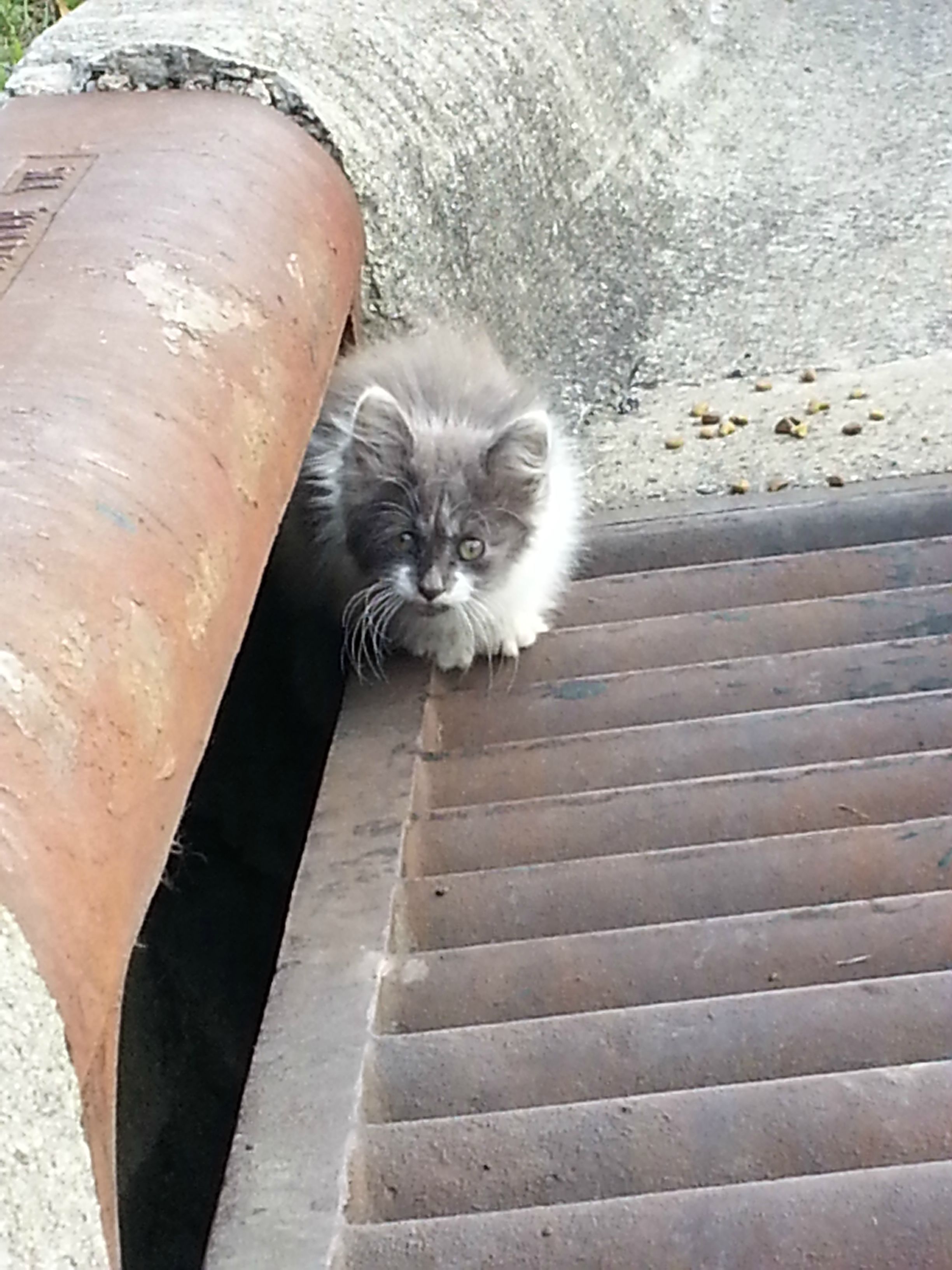 15 แมวจรจัดในวันที่ถูกชุบชีวิตใหม่ จนจำสภาพเดิมแทบไม่ได้