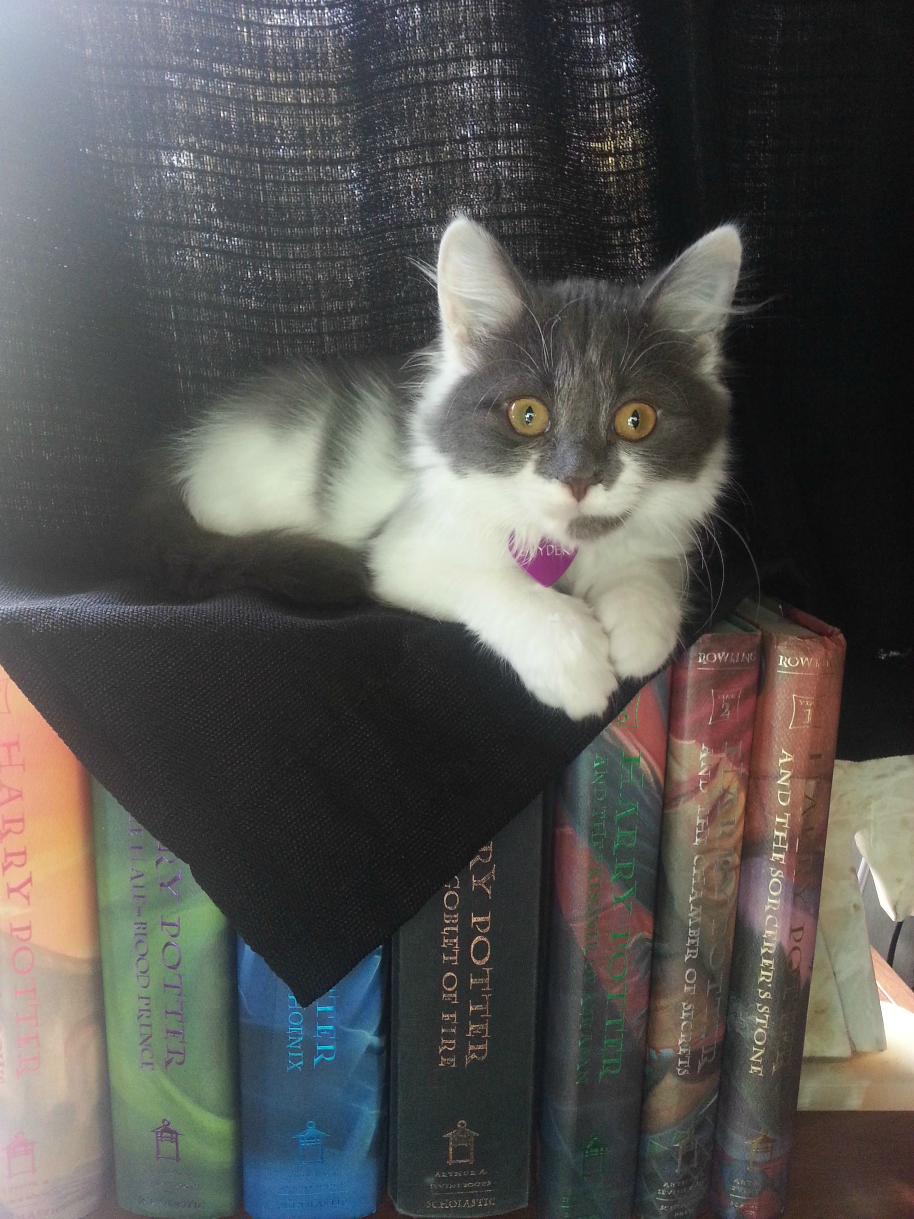 15 แมวจรจัดในวันที่ถูกชุบชีวิตใหม่ จนจำสภาพเดิมแทบไม่ได้