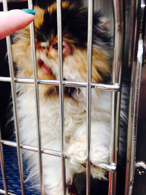 15 แมวจรจัดในวันที่ถูกชุบชีวิตใหม่ จนจำสภาพเดิมแทบไม่ได้