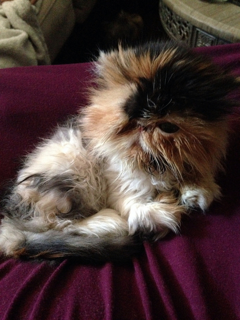 15 แมวจรจัดในวันที่ถูกชุบชีวิตใหม่ จนจำสภาพเดิมแทบไม่ได้