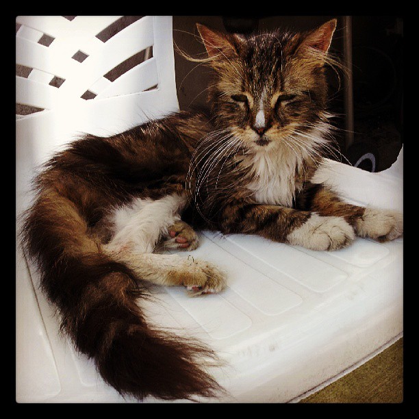 15 แมวจรจัดในวันที่ถูกชุบชีวิตใหม่ จนจำสภาพเดิมแทบไม่ได้