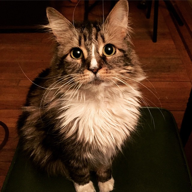 15 แมวจรจัดในวันที่ถูกชุบชีวิตใหม่ จนจำสภาพเดิมแทบไม่ได้