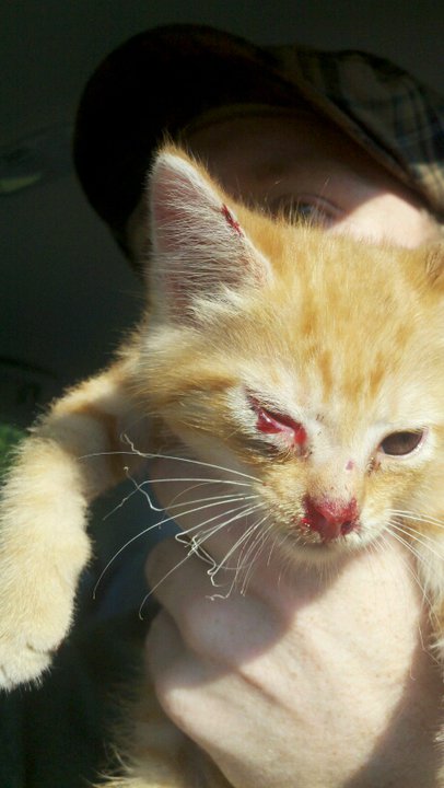 15 แมวจรจัดในวันที่ถูกชุบชีวิตใหม่ จนจำสภาพเดิมแทบไม่ได้