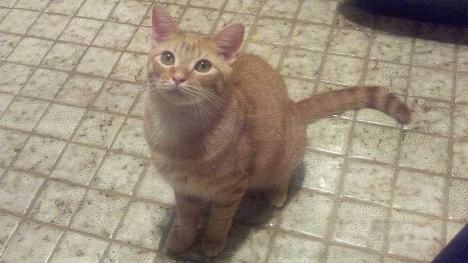 15 แมวจรจัดในวันที่ถูกชุบชีวิตใหม่ จนจำสภาพเดิมแทบไม่ได้