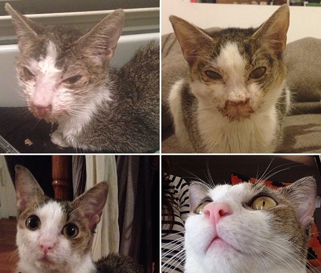 15 แมวจรจัดในวันที่ถูกชุบชีวิตใหม่ จนจำสภาพเดิมแทบไม่ได้