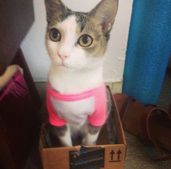 15 แมวจรจัดในวันที่ถูกชุบชีวิตใหม่ จนจำสภาพเดิมแทบไม่ได้