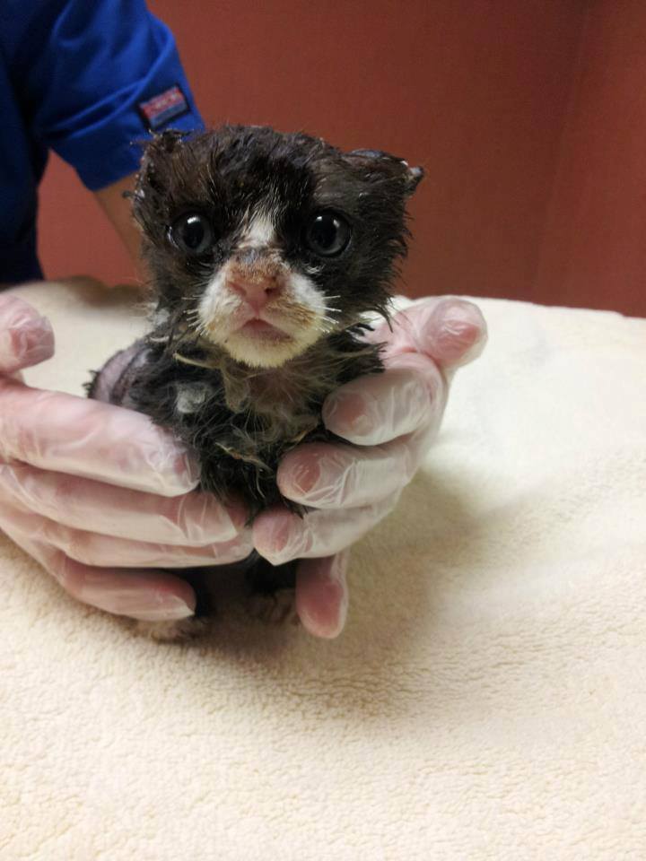 15 แมวจรจัดในวันที่ถูกชุบชีวิตใหม่ จนจำสภาพเดิมแทบไม่ได้