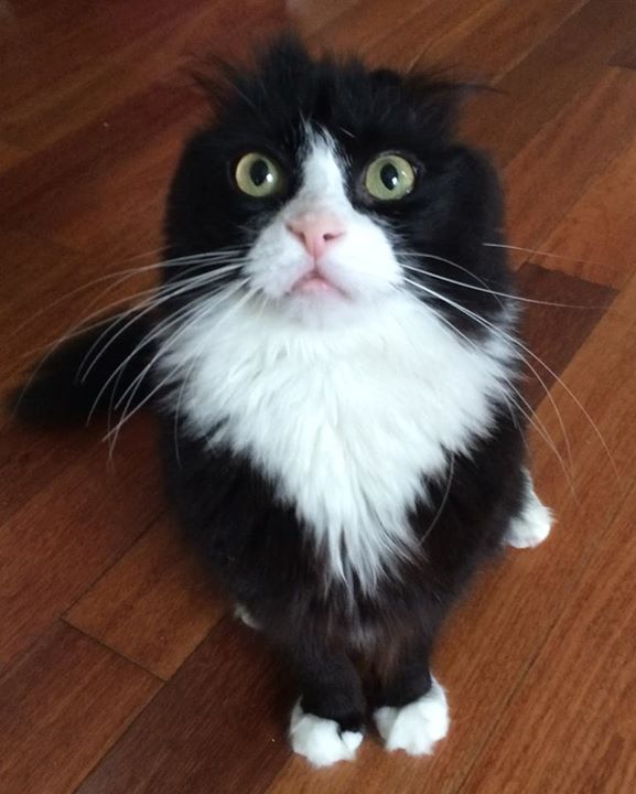 15 แมวจรจัดในวันที่ถูกชุบชีวิตใหม่ จนจำสภาพเดิมแทบไม่ได้