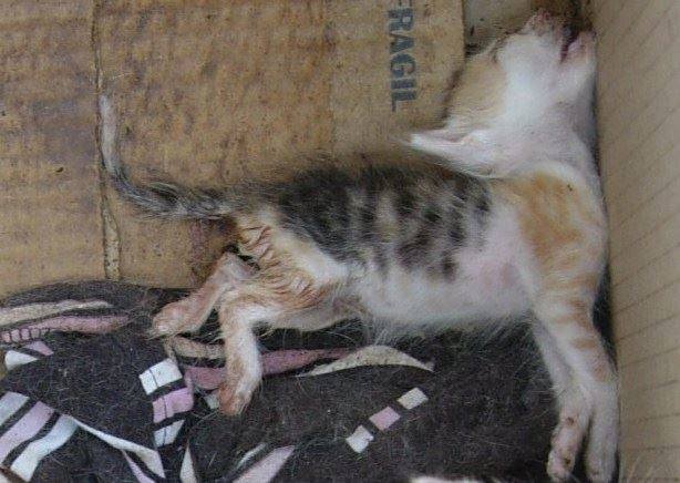 15 แมวจรจัดในวันที่ถูกชุบชีวิตใหม่ จนจำสภาพเดิมแทบไม่ได้