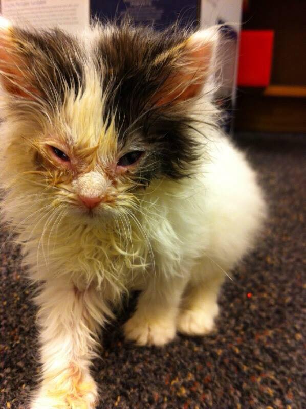 15 แมวจรจัดในวันที่ถูกชุบชีวิตใหม่ จนจำสภาพเดิมแทบไม่ได้