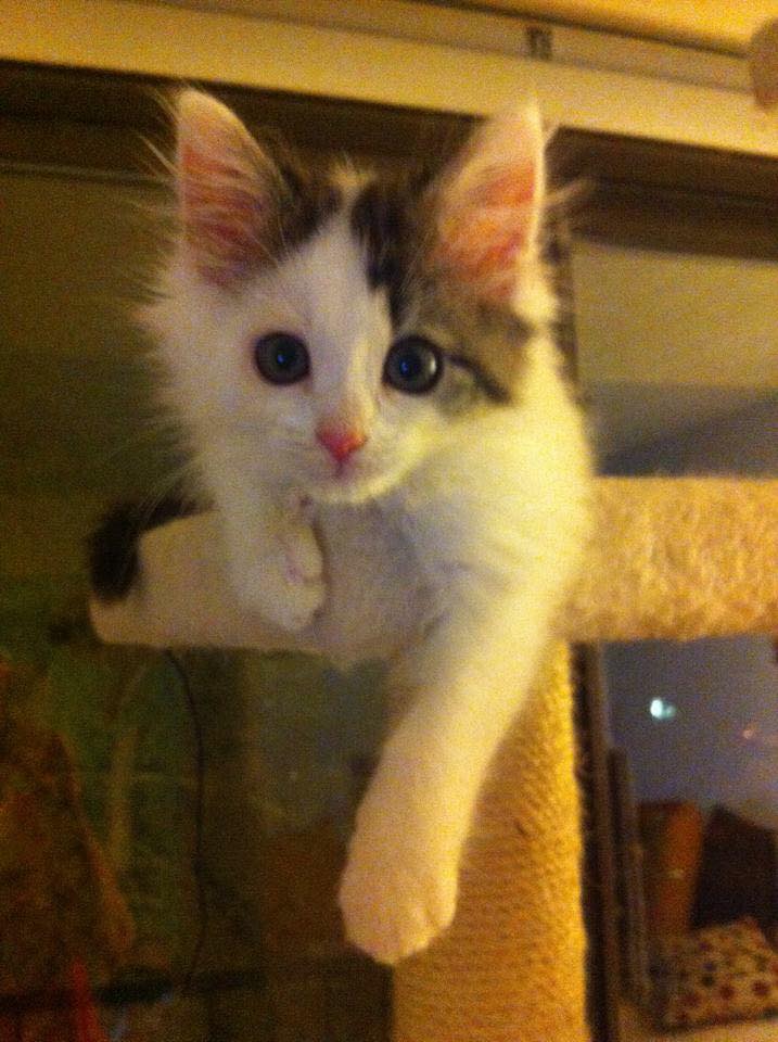 15 แมวจรจัดในวันที่ถูกชุบชีวิตใหม่ จนจำสภาพเดิมแทบไม่ได้