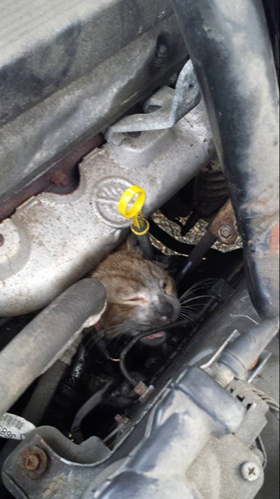 15 แมวจรจัดในวันที่ถูกชุบชีวิตใหม่ จนจำสภาพเดิมแทบไม่ได้