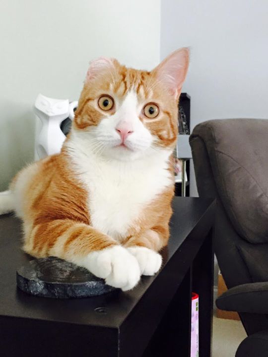 15 แมวจรจัดในวันที่ถูกชุบชีวิตใหม่ จนจำสภาพเดิมแทบไม่ได้