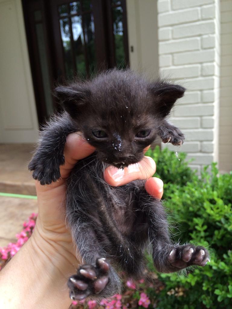 15 แมวจรจัดในวันที่ถูกชุบชีวิตใหม่ จนจำสภาพเดิมแทบไม่ได้