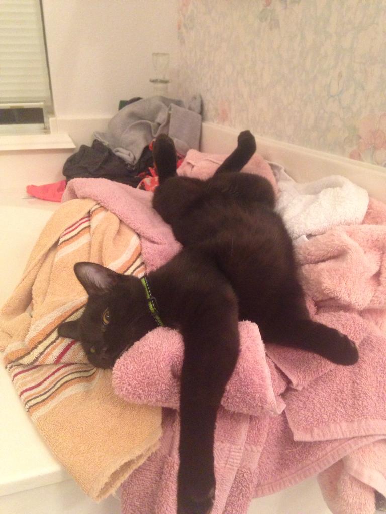 15 แมวจรจัดในวันที่ถูกชุบชีวิตใหม่ จนจำสภาพเดิมแทบไม่ได้