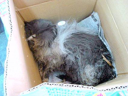 15 แมวจรจัดในวันที่ถูกชุบชีวิตใหม่ จนจำสภาพเดิมแทบไม่ได้