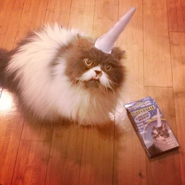 15 แมวจรจัดในวันที่ถูกชุบชีวิตใหม่ จนจำสภาพเดิมแทบไม่ได้