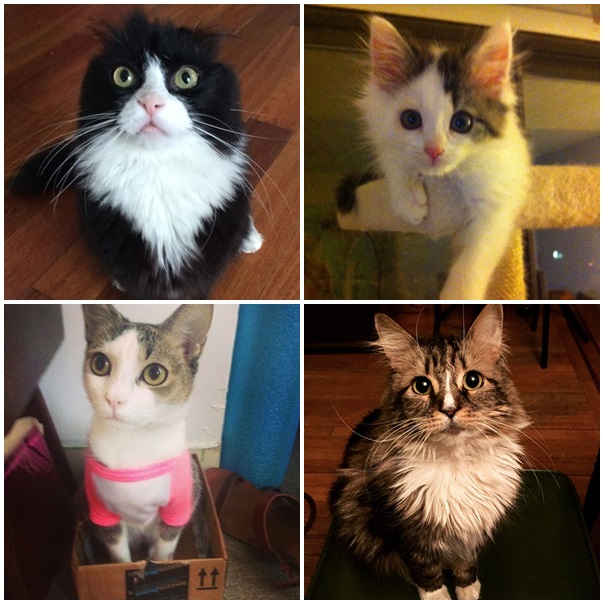 15 แมวจรจัดในวันที่ถูกชุบชีวิตใหม่ จนจำสภาพเดิมแทบไม่ได้