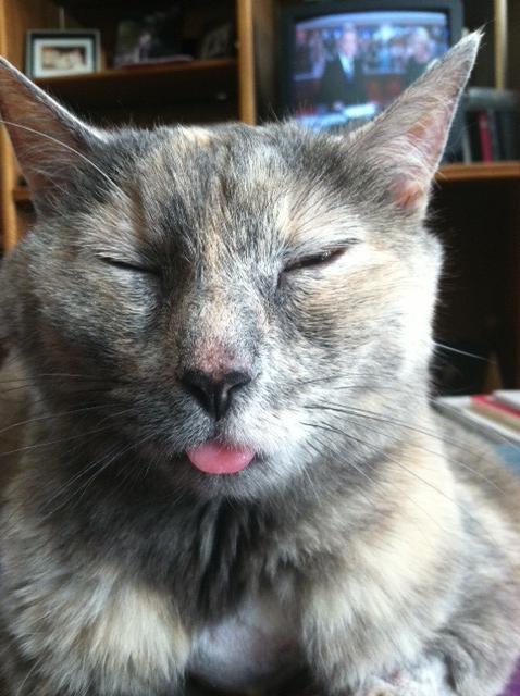 20 สภาพเหมียวหลังเมากัญชา (แมว) ที่ดูก็รู้ว่า มันฟินซะเหลือเกิน !!