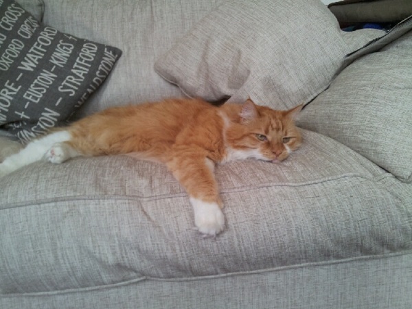 20 สภาพเหมียวหลังเมากัญชา (แมว) ที่ดูก็รู้ว่า มันฟินซะเหลือเกิน !!