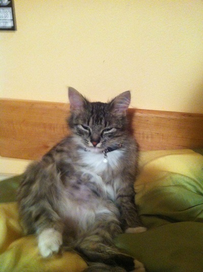 20 สภาพเหมียวหลังเมากัญชา (แมว) ที่ดูก็รู้ว่า มันฟินซะเหลือเกิน !!