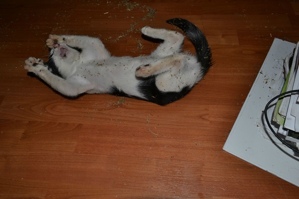 20 สภาพเหมียวหลังเมากัญชา (แมว) ที่ดูก็รู้ว่า มันฟินซะเหลือเกิน !!