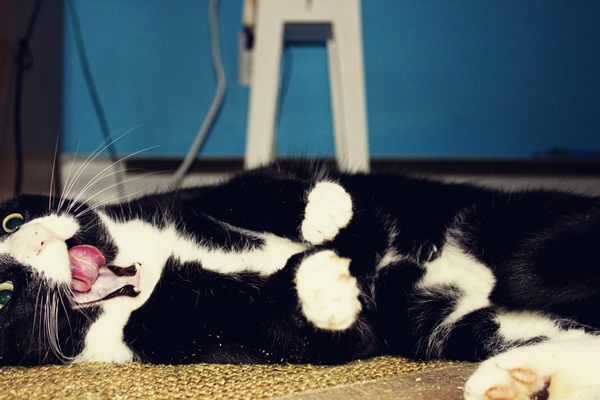 20 สภาพเหมียวหลังเมากัญชา (แมว) ที่ดูก็รู้ว่า มันฟินซะเหลือเกิน !!