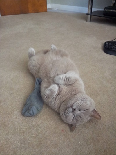 20 สภาพเหมียวหลังเมากัญชา (แมว) ที่ดูก็รู้ว่า มันฟินซะเหลือเกิน !!