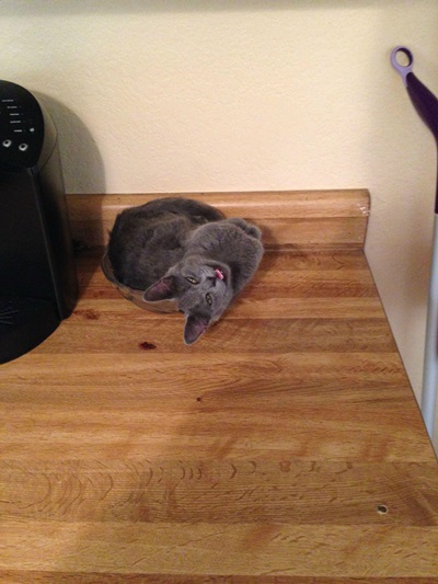 20 สภาพเหมียวหลังเมากัญชา (แมว) ที่ดูก็รู้ว่า มันฟินซะเหลือเกิน !!