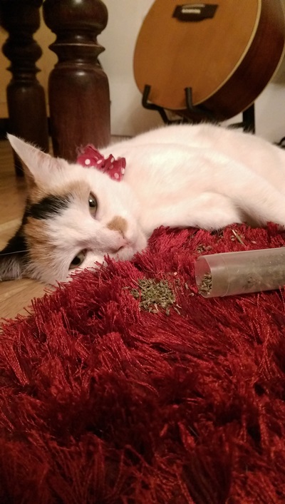 20 สภาพเหมียวหลังเมากัญชา (แมว) ที่ดูก็รู้ว่า มันฟินซะเหลือเกิน !!