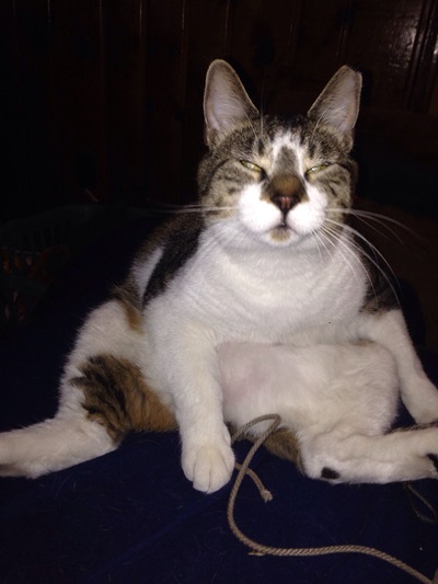 20 สภาพเหมียวหลังเมากัญชา (แมว) ที่ดูก็รู้ว่า มันฟินซะเหลือเกิน !!