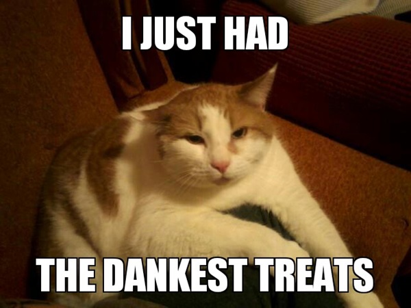 20 สภาพเหมียวหลังเมากัญชา (แมว) ที่ดูก็รู้ว่า มันฟินซะเหลือเกิน !!