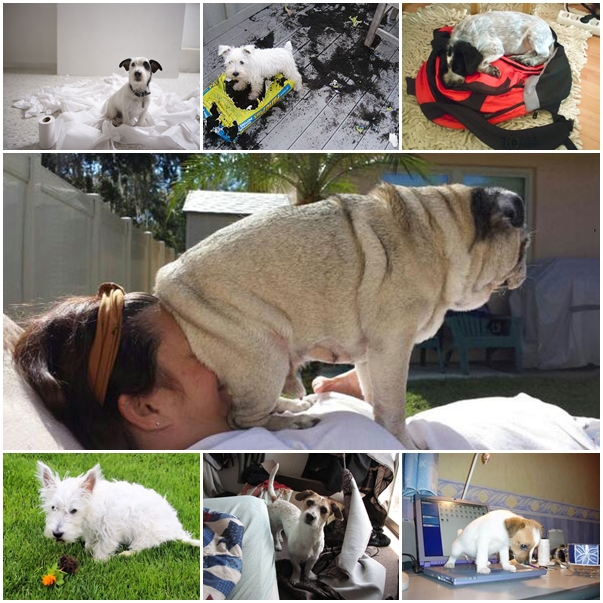 20 ภาพยืนยัน..บางทีหมาก็เกรียนไม่แพ้คนหรอกนะ เฮ้อ !!