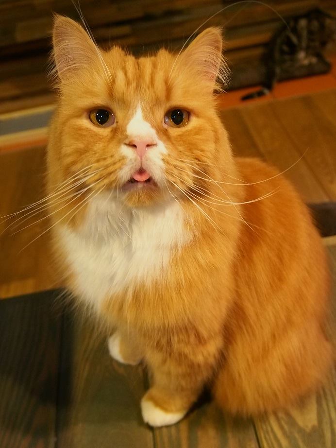 Neko no Jikan คาเฟ่แมวเมืองโอซาก้า ที่ทาสแมวต้องแวะ !